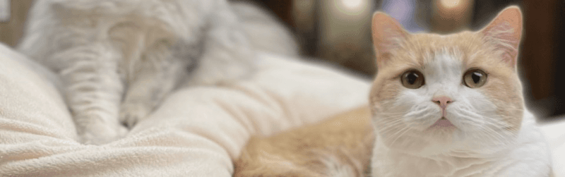 やんばるくいな